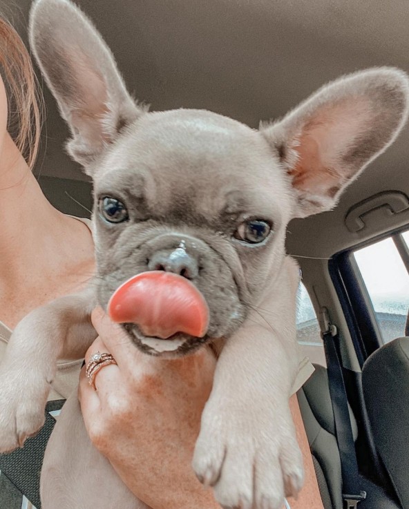 Grey French Bulldog For Sale