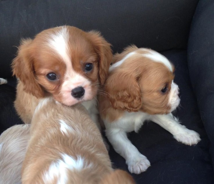 Cava King Puppies For Sale