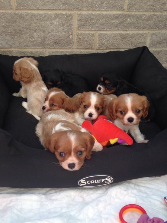 Cava King Puppies For Sale