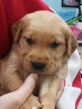 Golden Retriever For Sale