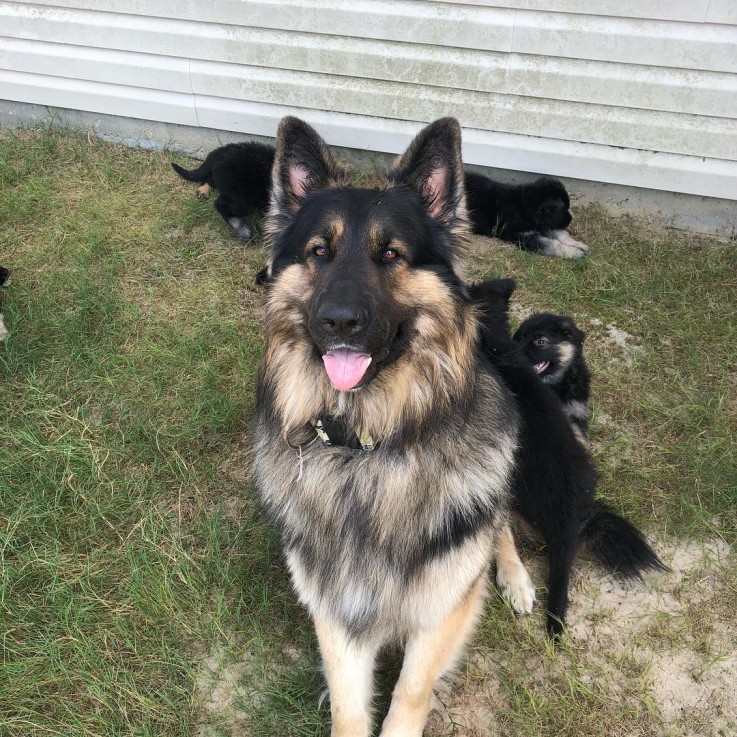 German Shepherd For Sale