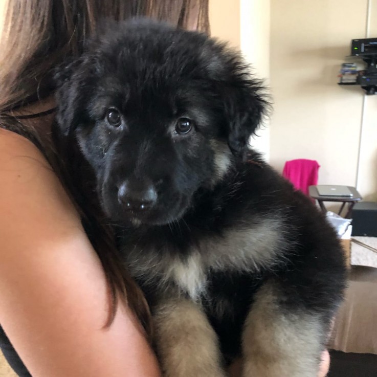 German Shepherd For Sale