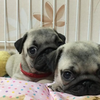 Pug Puppies For Sale