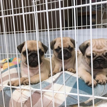 Pug Puppies For Sale