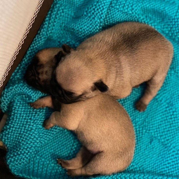 Pug Puppies For Sale