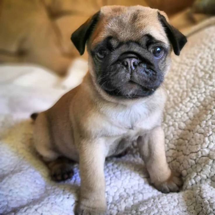 Pug Puppies For Sale