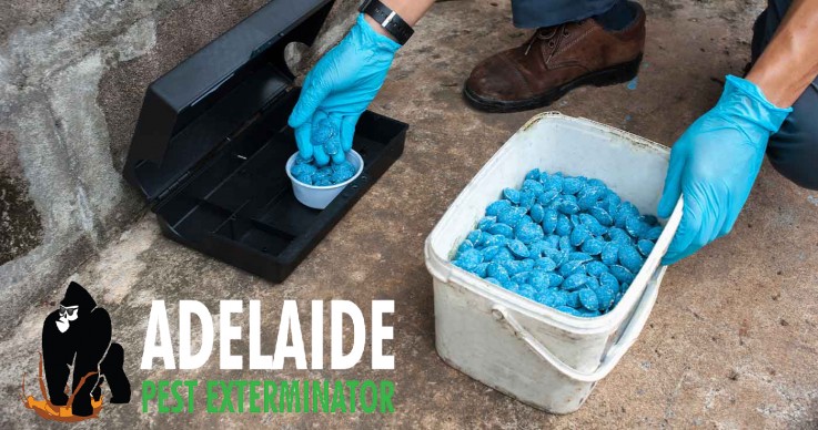 Rodent Control Adelaide| 24 Hours Controlling Services