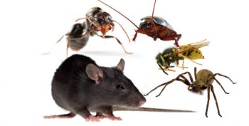 Impressive Pest Control Brisbane