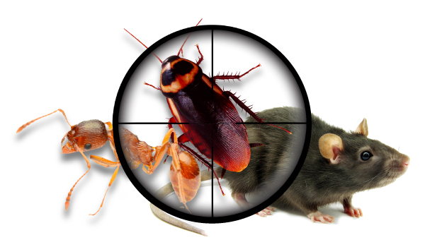 Impressive Pest Control Brisbane