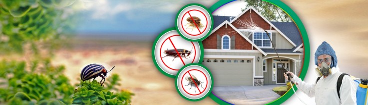 Impressive Pest Control Brisbane