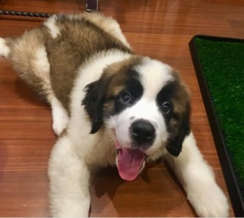 handsome Saint Bernard puppy