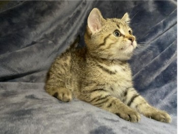 Scottish fold kittens 