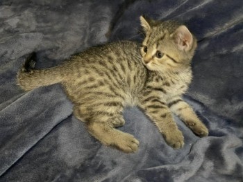 Scottish fold kittens 