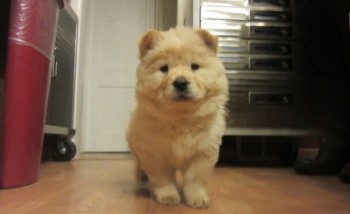 Registered Cream And Black Chow Chow pu