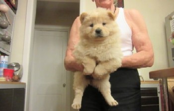 Registered Cream And Black Chow Chow pu