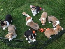 Stunning Corgi Puppies For Sale