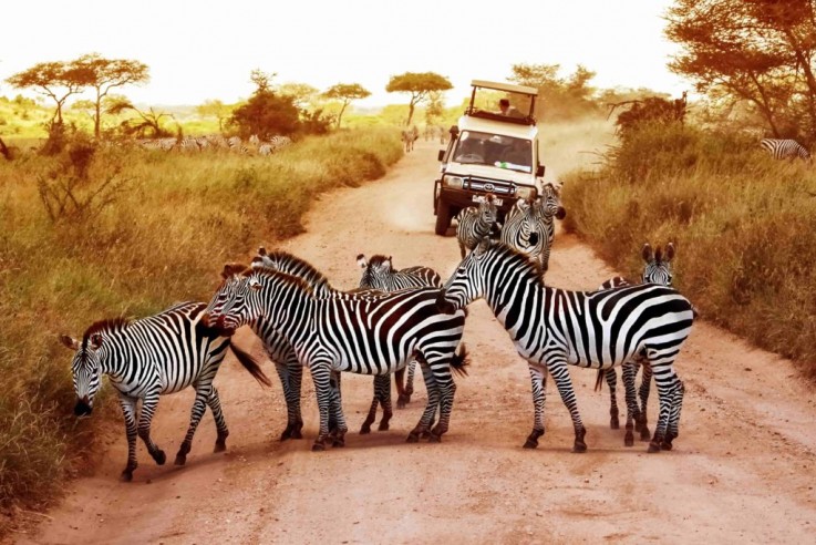 wild safaris africa