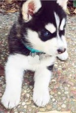 2 Siberian Husky puppies