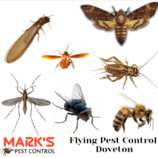 Pest Control Doveton