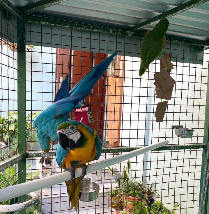 Blue & gold macaw