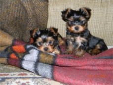 Yorkie Puppies For Sale