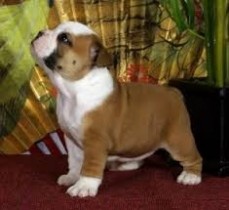 English Bulldog Puppies