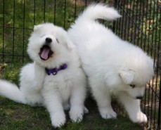 Samoyed Puppies for Adoption