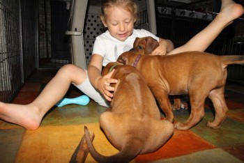 Rhodesian Ridgeback puppie