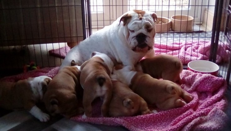 Sweet English bulldog Puppies