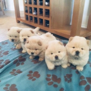 Cute CHOW CHOW puppies