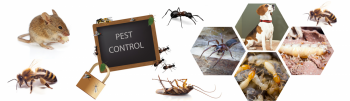 Pest Control Cranbourne