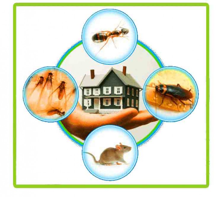 Pest Control Berwick