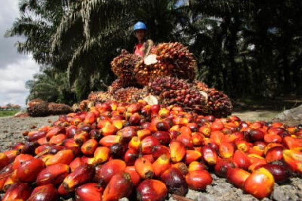 Palm oil and Sunflower oil 