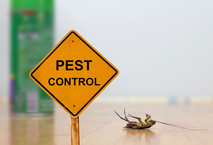 Pest Control Ipswich