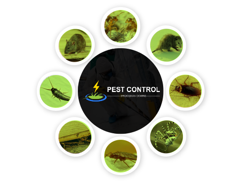 Pest Control Bridgeman Downs