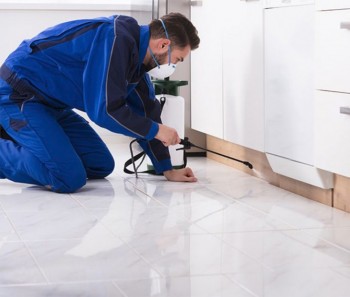 Looking for pest control services in Sandhurst? 