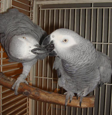 male and female african grey parrots and