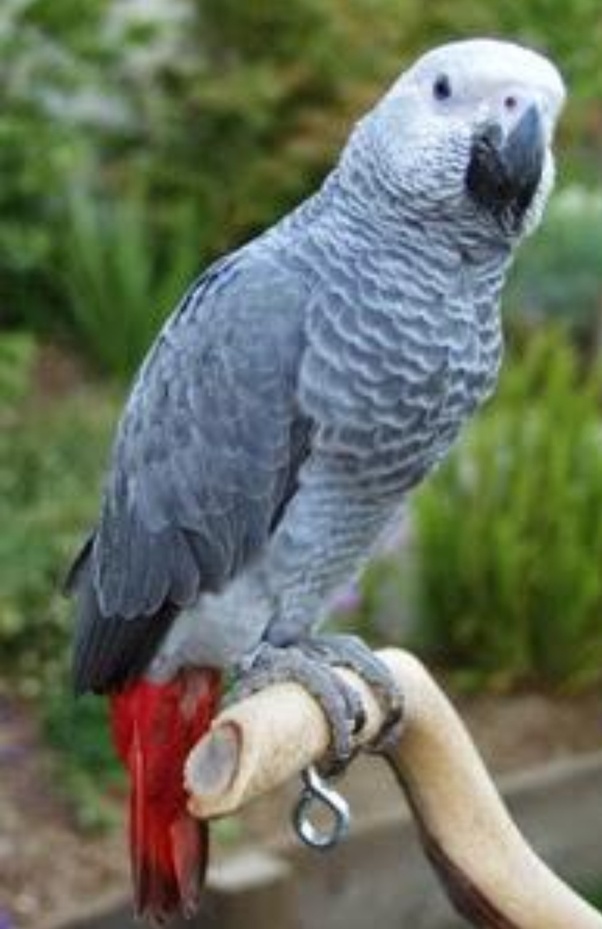 male and female african grey parrots and