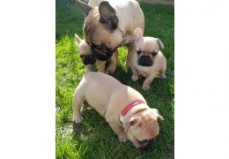 French bulldog Puppies for sale