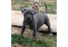 Pitbull puppies