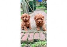 Poodle Puppies Available for sale