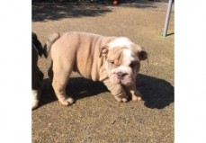 English Bulldog Puppies for sale