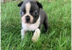 Kc Reg Boston Terrier Puppies