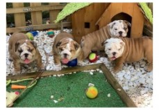 English Bulldog Puppies for Sale