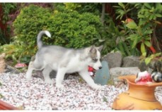 MALE AND FEMALE SIBERIAN HUSKY PUPPIES A