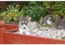 MALE AND FEMALE SIBERIAN HUSKY PUPPIES A