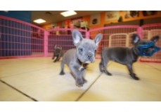 Male and female French Bulldog Puppies