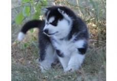 Beautifull Blue Eyes Siberian husky pupp