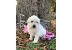 Golden Retriever puppies