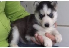 Nice male and female Siberian Husky Pupp